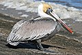 El pelicà bru, l'ocell estatal de Louisiana