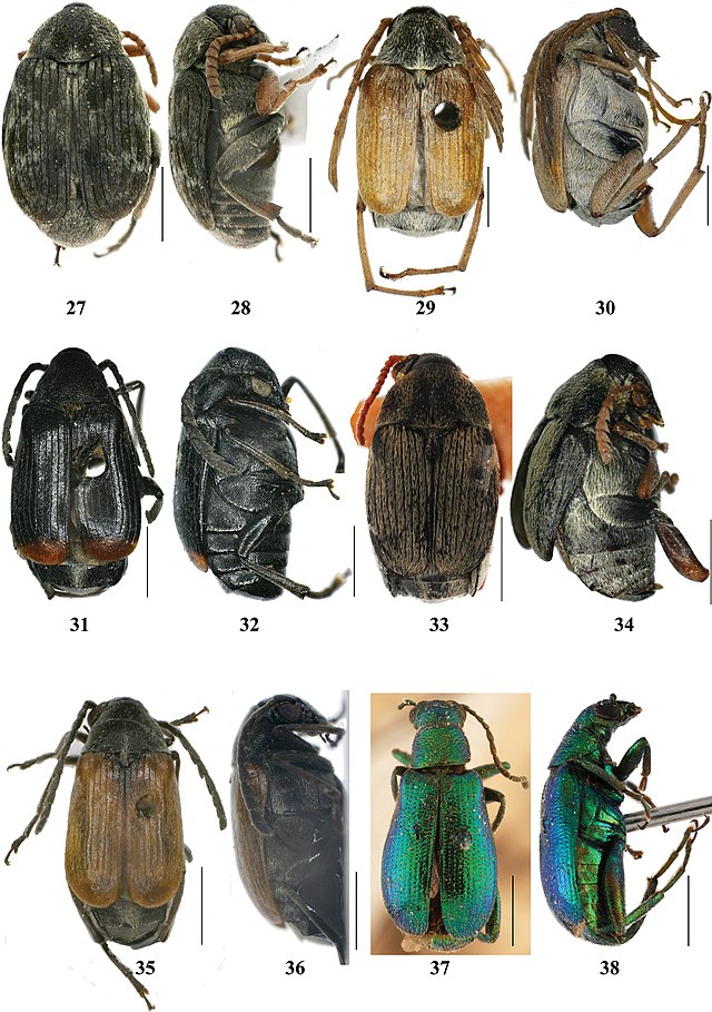 Beetle - Wikipedia