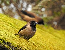 Black-throated munia Bt Munia DSCN5679.jpg