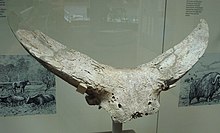 Cranio di Bubalus murrensis