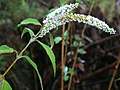 Buddleja asiatica