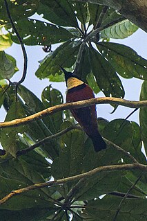 <span class="mw-page-title-main">Buff-throated sunbird</span> Species of bird