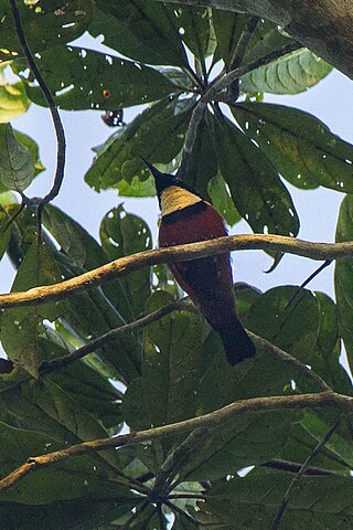 <span class="mw-page-title-main">Buff-throated sunbird</span> Species of bird