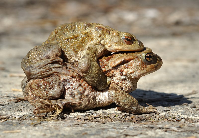 File:Bufo bufo qtl1.jpg