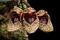 Bulbophyllum frostii