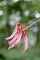 Bulbophyllum melanoglossum