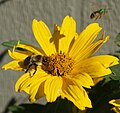 Bumblebee, Bombus sp. startles Agapostemon virescens. Madison, Wi