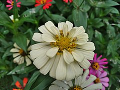 Циния scabiosaeflora