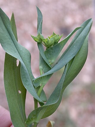 <i>Bupleurum lancifolium</i> Species of flowering plant