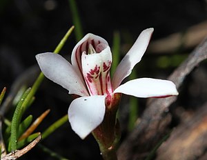 Burnettia Cuneata