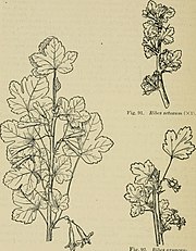 Bush-fruits; a horticultural monograph of raspberries, blackberries, dewberries, currants, gooseberries, and other shrub-like fruits (1907) (14755851616)