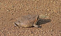 Bushveld Rain Frog (Breviceps adspersus) (6017829257).jpg