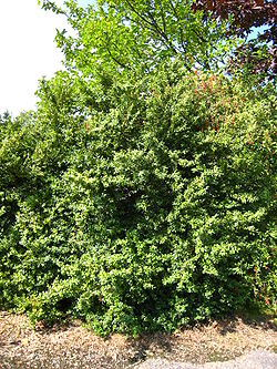 Buxus sempervirens tree.jpg