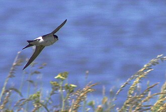 Swallows in flight Bysvale.jpg