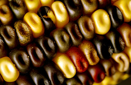 Tập_tin:CSIRO_ScienceImage_3195_Maize_or_corn.jpg