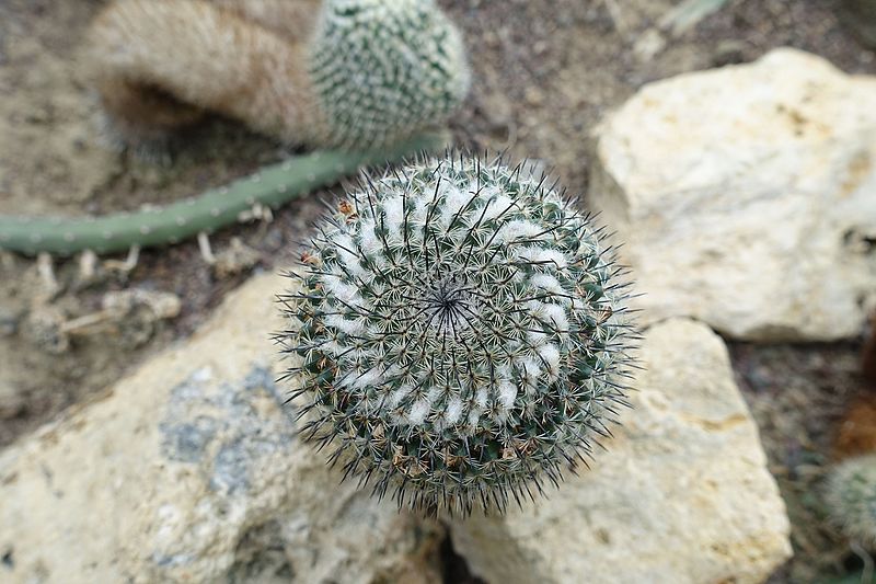 File:Cactus @ Succulent plants @ Greenhouse @ Jardin des Serres d'Auteuil @ Paris 16 (32307433463).jpg