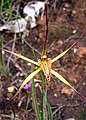 Caladenia caesarea