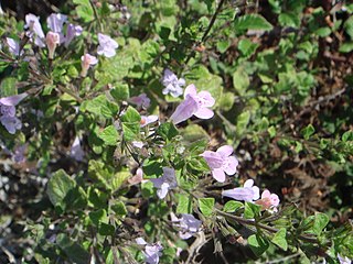 <i>Calamintha sylvatica</i> species of plant