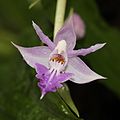 Calanthe puberula Japan - Takashima Shiga prefecture