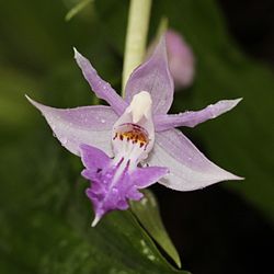Calanthe reflexa (flower) .JPG