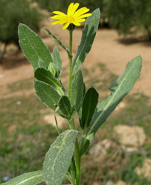 File:Calendula arvensis leaf (11).jpg