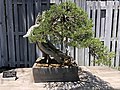 Thumbnail for Masahiko Kimura (bonsai artist)