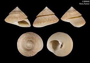 Calliostoma mariae (MNHN-IM-2000-5358).jpeg