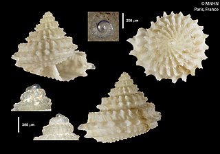 <i>Calliotropis pyramoeides</i> Species of gastropod