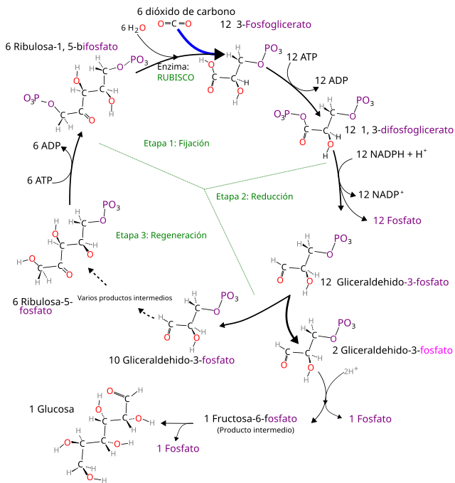 Imagen del ciclo de Calvin.