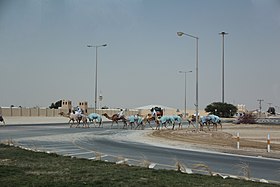 Camelos cruzando a estrada em Al-Shahaniya perto da pista de corrida de camelos na localidade de Lebsayyer