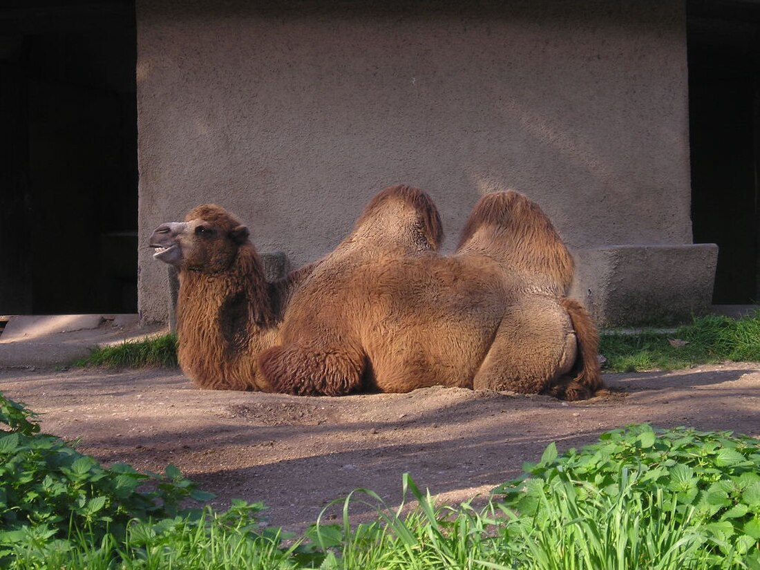 Bioparco di Roma