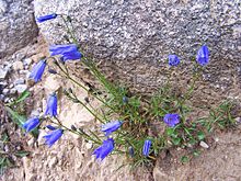 Campanula polymorpha a4.jpg