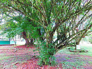 Candle tree (Parmentiera cereifera).JPG