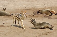 A black-backed jackal (Lupulella mesomelas) trying to predate on a brown fur seal (Arctocephalus pusillus) pup. These two species illustrate the diversity in bodyplan seen among carnivorans, especially between pinnipeds and their terrestrial relatives. Canis mesomelas vs. Arctocephalus pusillus.jpg