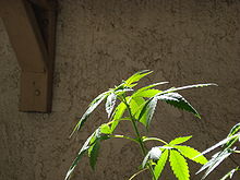 Top of Cannabis plant in vegetative growth stage Cannabis-vegetative-growth-00003.jpg