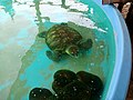 Captive turtle at Projeto Tamar, Florianópolis 2.jpg