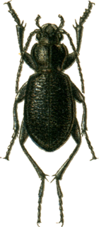 Carabus maurus