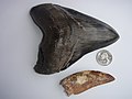 Megalodon และ Carcharodontosaurus teeth. The latter was found in the Sahara Desert.