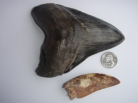 ไฟล์:Carcharodontosaurus and Megalodon teeth.jpg