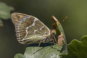 Cardinal (Argynnis pandora) female underside Dobruja.jpg