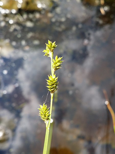 File:Carex canescens (subsp. canescens) sl11.jpg