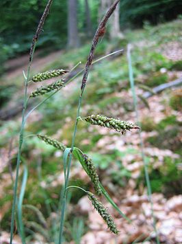 Zeegroene zegge