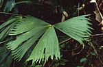 Carludovica rotundifolia 2.jpg