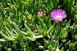 Carpobrotus modestus