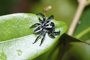 Beskrivelse av bildet Carrhotus viduus 9160.jpg.