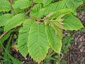 Castanea seguinii (Seguin's Chestnut)