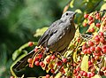 * Nomination Gray catbird in Central Park --Rhododendrites 00:09, 10 October 2021 (UTC) * Promotion  Support Good quality. --Poco a poco 07:09, 10 October 2021 (UTC)