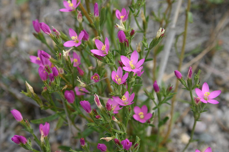 File:Centaurium littorale (Salz-Tausendguldenkraut) IMG 4635.JPG