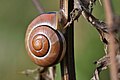 Cepaea nemoralis