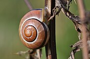 Garten-Bänderschnecke sind an ihrem hellem Rand der Gehäuseöffnung zu erkennen. Ansonten ist die Färbung recht variabel, um Drosseln zu verwirren.